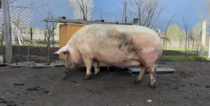 Porci de vânzare de diferite mărimi și rase