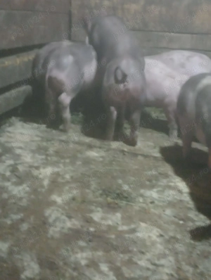 Vând purcei petrain