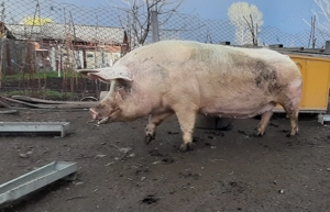 Porci de vânzare de diferite mărimi și rase - imagine 4 Porci de vânzare de diferite mărimi și rase - imagine 4