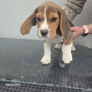 Beagle rasa pură  - imagine 3