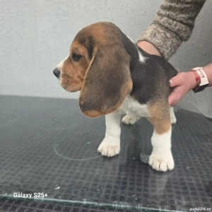 Beagle rasa pură  - imagine 4