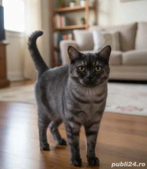 British Shorthair Silver Tabby 