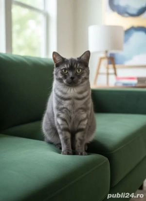 British Shorthair Silver Tabby  - imagine 2