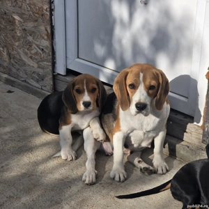 Beagle  rasă pura  - imagine 2