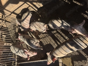 Vând purcei de crescut 