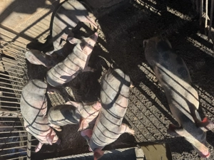 Vând purcei de crescut  - imagine 2