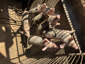 Vând purcei de crescut  - imagine 3