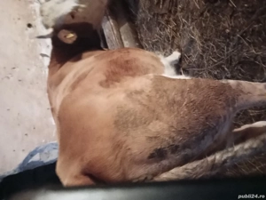 vaca  - imagine 2 vaca  - imagine 2