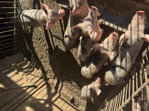 Vând purcei de crescut  - imagine 4