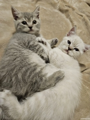 Pisicuțe british shorthair 