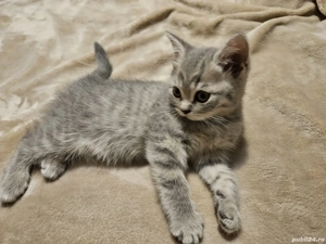 Pisicuțe british shorthair 