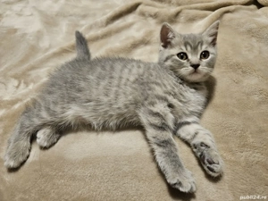 Pisicuța british shorthair silver tabby - imagine 2