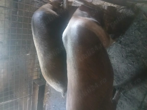 Vand porc 150-160 kg ! - imagine 2