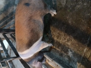 Vand porc 150-160 kg !