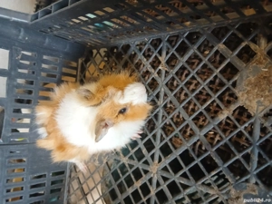 porcusori de Guineea 