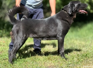 Ciobănesc de asia centrala 