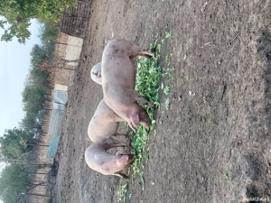 Porci rasă de carne 