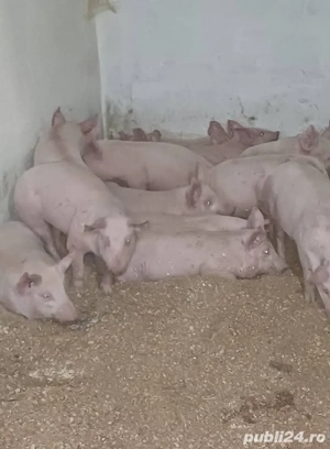 purcei cu tratament la zi. - imagine 2