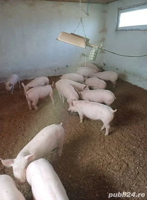 purcei cu tratament la zi. - imagine 3