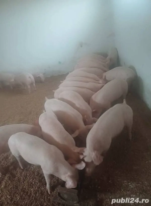 purcei cu tratament la zi.