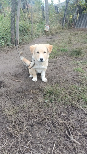 Cățelușă talie mică foarte activă și jucăușă 