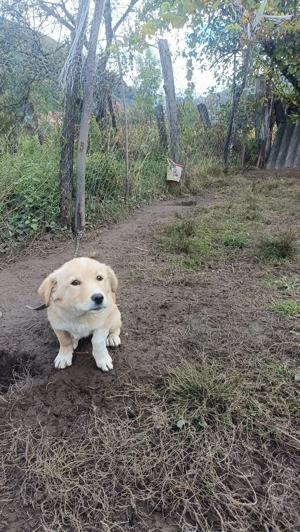 Cățelușă talie mică foarte activă și jucăușă  - imagine 3 Cățelușă talie mică foarte activă și jucăușă  - imagine 3