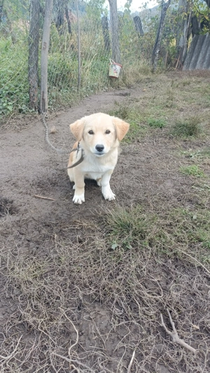 Cățelușă talie mică foarte activă și jucăușă  - imagine 4 Cățelușă talie mică foarte activă și jucăușă  - imagine 4