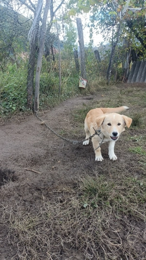 Cățelușă talie mică foarte activă și jucăușă  - imagine 2 Cățelușă talie mică foarte activă și jucăușă  - imagine 2