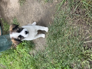 Donez 3 cățelușe și un catel - imagine 3