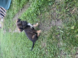 Donez 3 cățelușe și un catel - imagine 4