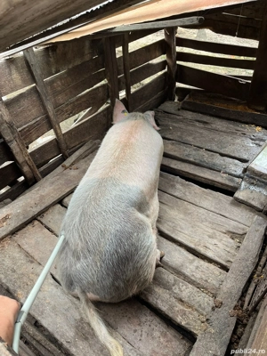 Scroafa de vânzare  - imagine 2 Scroafa de vânzare  - imagine 2