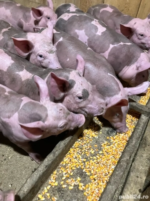 pietrani 7 saptamani - imagine 4 pietrani 7 saptamani - imagine 4