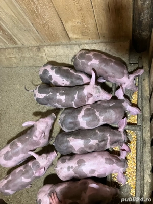 pietrani 7 saptamani - imagine 3 pietrani 7 saptamani - imagine 3