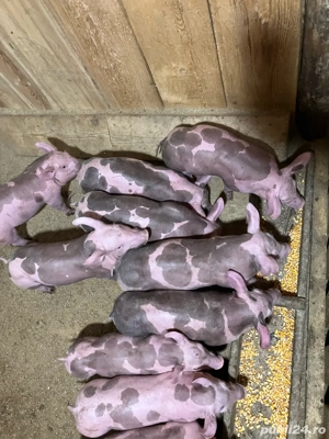 pietrani 7 saptamani - imagine 2 pietrani 7 saptamani - imagine 2