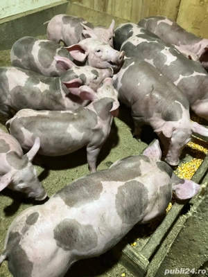 pietrani 7 saptamani