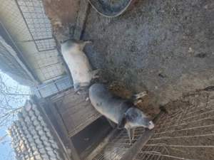 Vând porci crescuți natural! - imagine 4