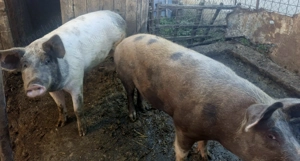 Vând porci crescuți natural! - imagine 2