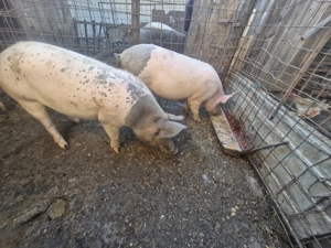 Vând porci crescuți natural!