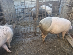 Vând porci crescuți natural! - imagine 3