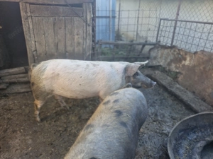 Vând porci crescuți natural! - imagine 5