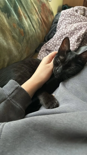 Donez Pisică - imagine 2