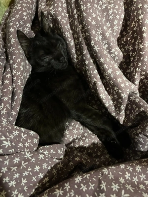 Donez Pisică - imagine 3