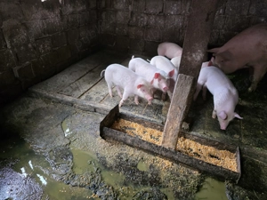 Purcei de vanzare 8 sapt 