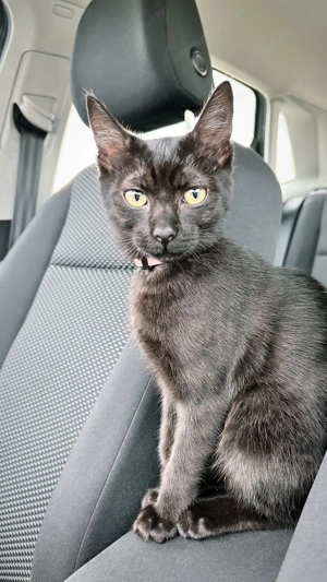 Donez Pisică - imagine 4