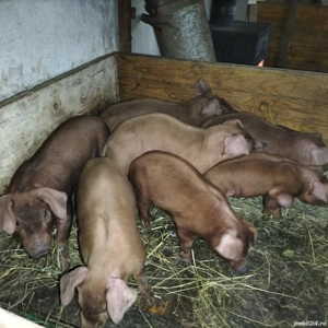 purcei landrace pietreni și duroc puri