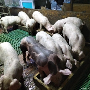 purcei landrace pietreni și duroc puri - imagine 4 purcei landrace pietreni și duroc puri - imagine 4