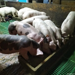 purcei landrace pietreni și duroc puri - imagine 2 purcei landrace pietreni și duroc puri - imagine 2