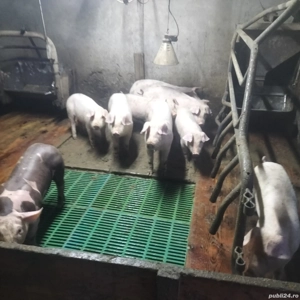 purcei landrace pietreni și duroc puri - imagine 3 purcei landrace pietreni și duroc puri - imagine 3