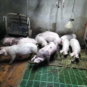 purcei landrace pietreni și duroc puri - imagine 5 purcei landrace pietreni și duroc puri - imagine 5