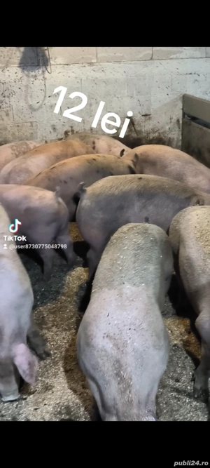 porci pentru cracun - imagine 2